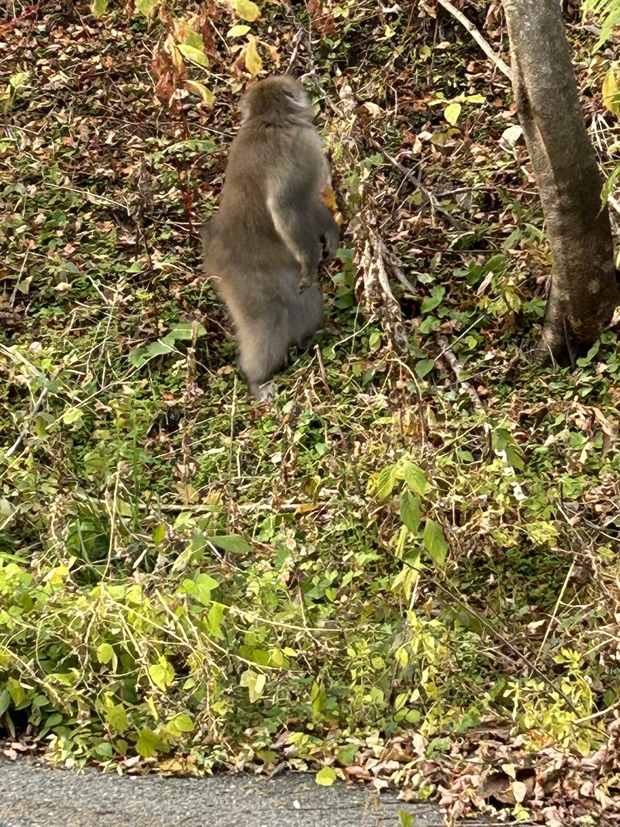 ubawarerumono's tweet photo. #烏川渓谷ロードレース
#はまゆう山荘
試走中にサルいました🐵 https://t.co/FopxImIn1D