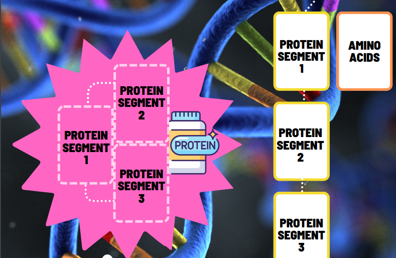 The Protein Factory Game, developed by ABE The Netherlands teacher Ingeborg Van der Neut as part of the #ABEMTF program, teaches students the fundamentals of transcription and translation through gameplay. Check it out! amgenbiotechexperience.com/curriculum-res… <a href="/dnalabs_nl/">Reizende DNA-labs & ABE Nederland</a> <a href="/amgenfoundation/">Amgen Foundation</a>