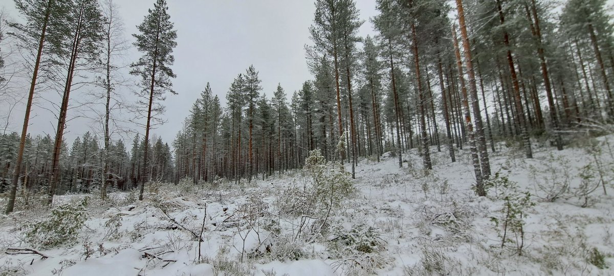 Näihin maisemiin Lieksan metsissä päättyi tämän vuoden maastokausi omalta osalta. Melkein yhdeksän viikkoa on arvioitu niin korjuujälkeä, uudistamista kuin luonnonhoitoakin. Viimeisillä metreillä lumi toi omat haasteensa. Nyt sitten sisätöissä seuraavaan kauteen asti!
