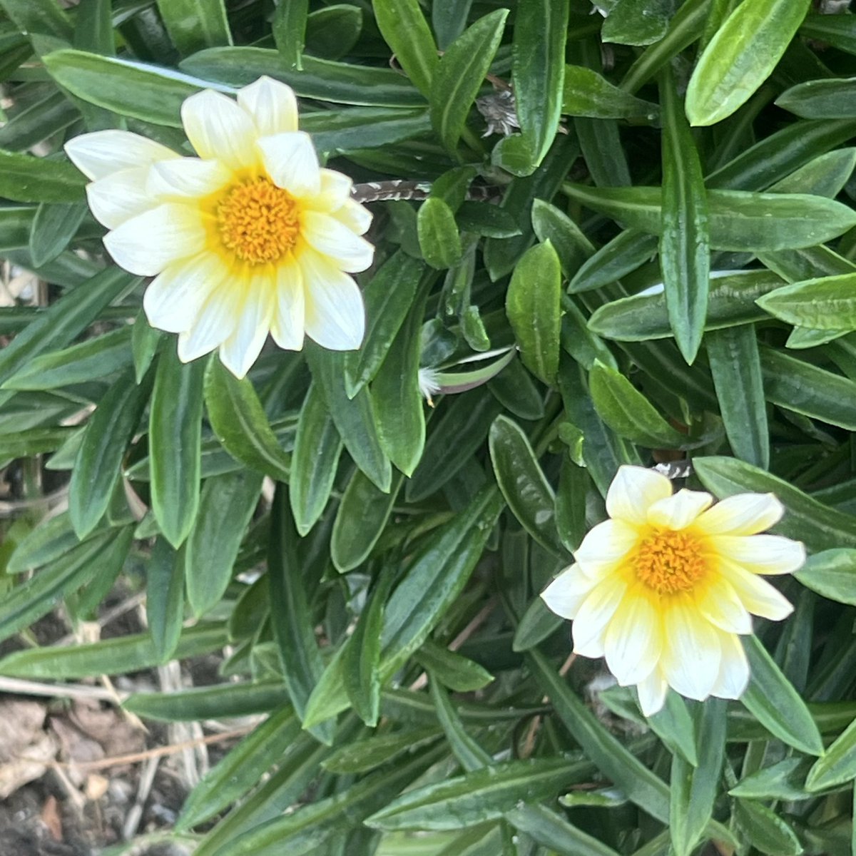 pochi_wolf's tweet photo. 💐
キク科クンショウギク属  一年草／多年草
 ガザニア
花言葉：あなたを誇りに思う
💐
@越路バス停 https://t.co/YLKY93aqI2