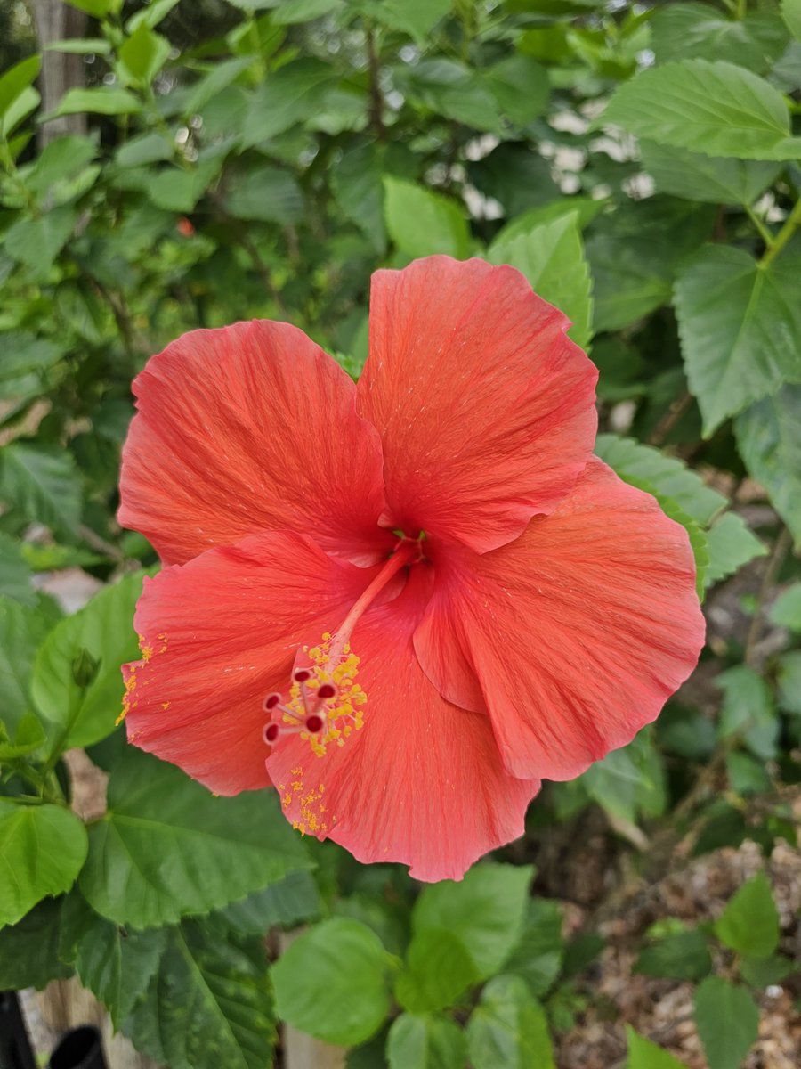 This flower's so magical, even Tinker Bell wants gardening tips! 🌼💫 #blossommagic #flower #disneyworld #beautiful