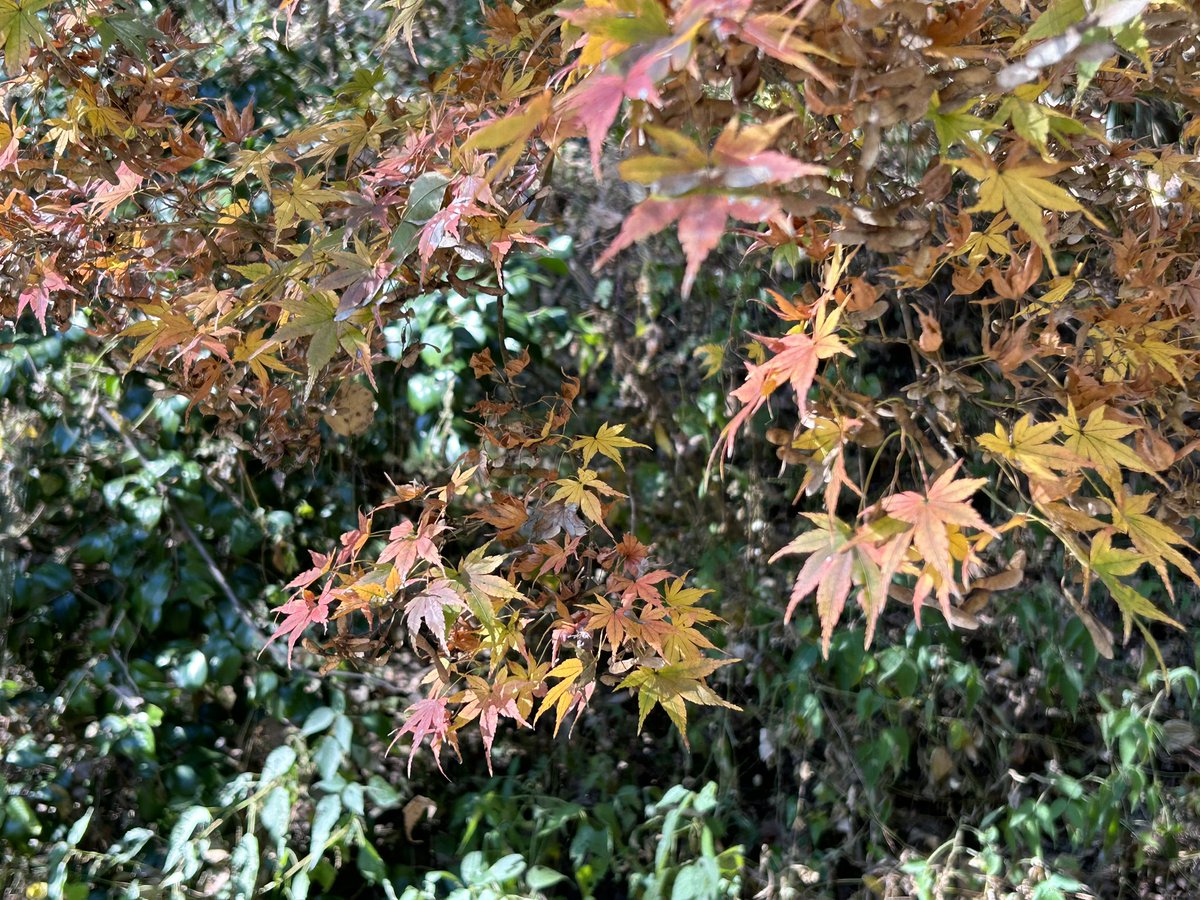 イロハモミジ✨

いろはにほへと😊
3行目からすぐ忘れます💦

今日も一日お疲れ様でした✨🍁✨

#企業公式相互フォロー 
#企業公式がお疲れ様を言い合う