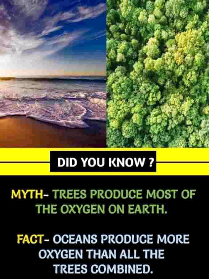 Myth- Trees Produce Most of the Oxygen on earth

Fact- Oceans produce more oxygen than all the tree combined

#Sismo 
#GrandeFratello 
#ClimateAction