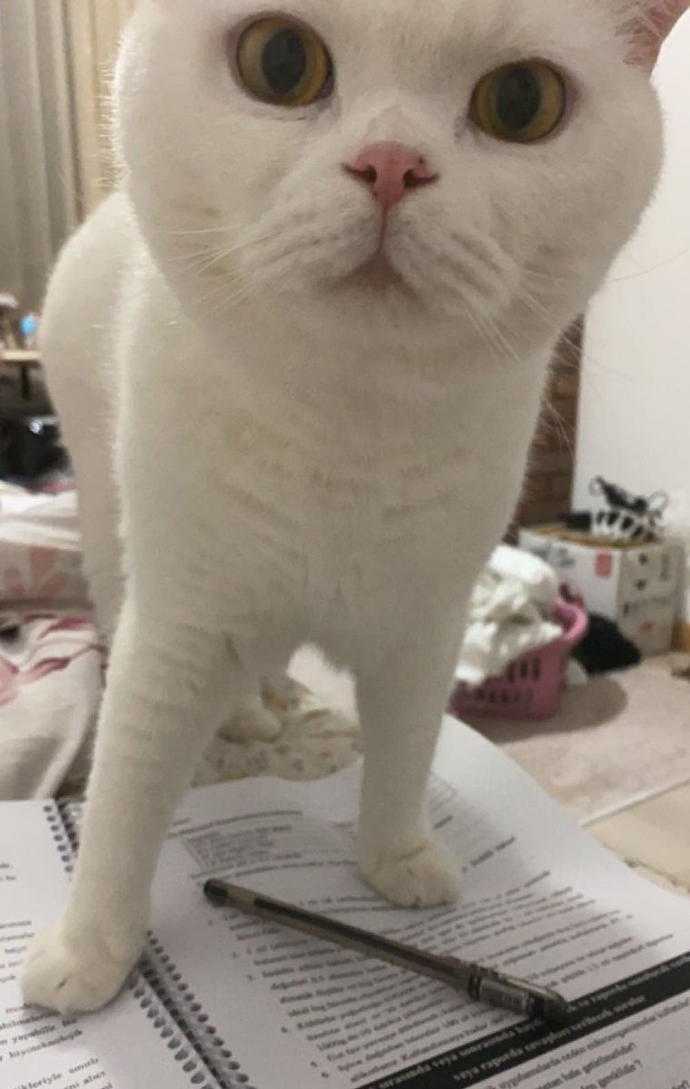 ne dersi ya bugün benimle ilgilenmedin??!!!!