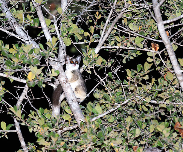 Bush babies are known for their big eyes that help them during night and they are known as nocturnal. They are also known as galago monkeys or nagapies, they are so cute and they can be seen while on a night game drive #lakemburonationalpark,#kibaleforestnationalpark