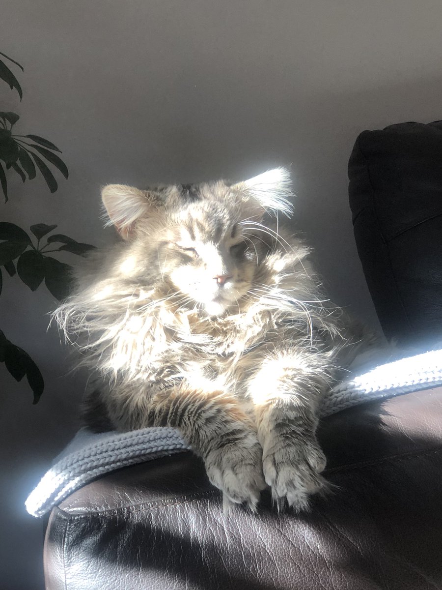 Sherlock is turning into one massive fluff ball 😀🐱😻

#CatsOfTwitter