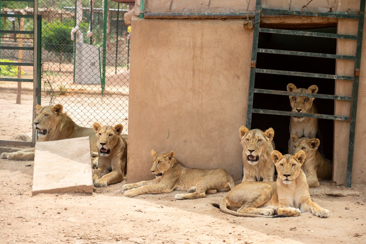 #SaveSudanAnimals More than 30 animals are currently trapped at the Sudan Animal Rescue center. As they only have limited access to food or water, we have arranged feeding for them and are covering all costs for the keeping of the animals. Please support: donate.four-paws.org/s/save-sudan-a…