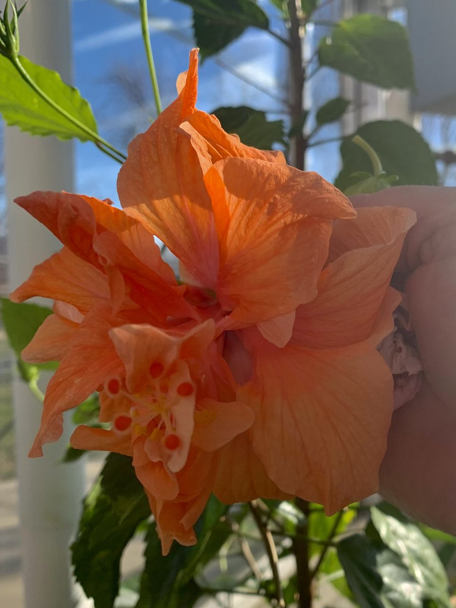 I realized I’m almost a year behind on my “Everything Else Sunday” theme so figured I’d dump all the rest of my photos from November 2022. #hibiscus #malvaceae #doublehibiscus