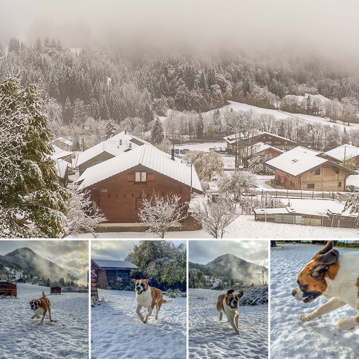 Winter is here so we got an excited Loeloe this morning in the fresh snow.

If you wanna play in the snow this winter??? Then book a room now and come and join us for some fun in the snow.

#hotelespritmontagne #WinterIsComing #BookNow