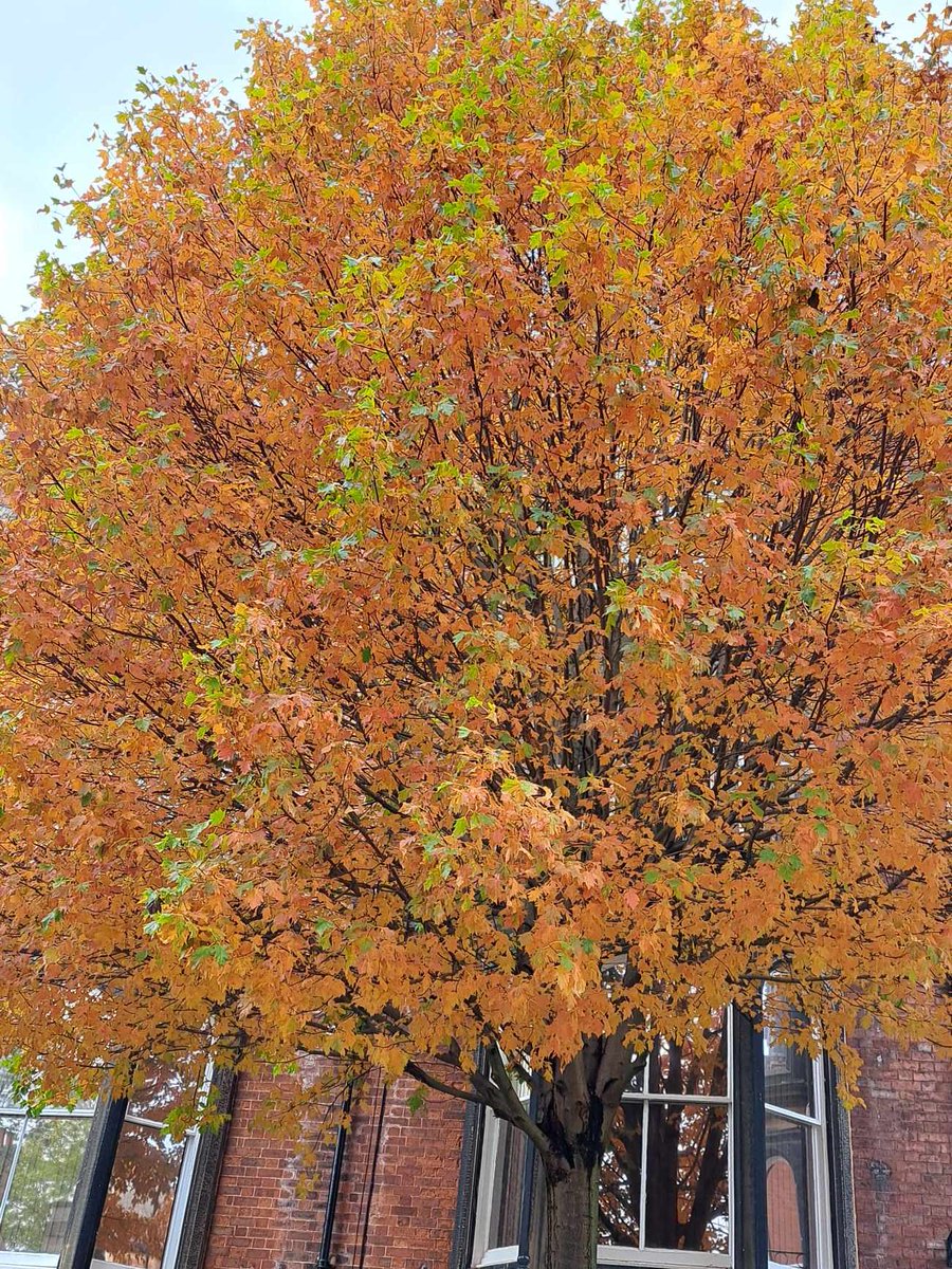 mirea_bianca's tweet photo. At last week’s @CERIC_LUBS seminar we were treated to a provocative discussion on unsettling West-centrism in the study of professional service firms (Prof Boussebaa). Double treat, actually - I had forgotten how beautiful autumn can be on our campus @LeedsUniBSchool https://t.co/K38cDJER9i