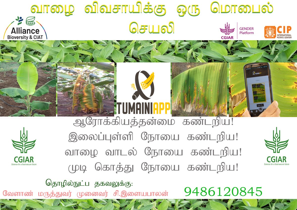 Banana Ai app(Tumaini) technology dissemination poster (Language -Tamil) to banana growers of Tamil Nadu ,South india ,India
<a href="/MICHAELSELVARA7/">MICHAEL GOMEZ SELVARAJ - Phenomics Lab</a>
<a href="/BiovIntCIAT_eng/">Alliance of Bioversity International and CIAT</a>
<a href="/CGIAR/">CGIAR</a>
<a href="/CGIAR_Data/">CGIAR Digital Transformation</a>
<a href="/IITA_CGIAR/">IITA</a>
<a href="/RTB_CGIAR/">RootsTubersBananas Breeding</a>