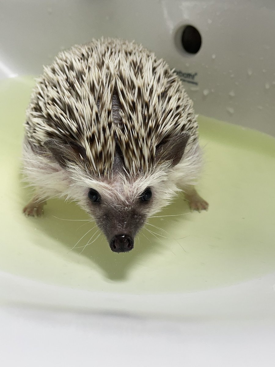 BLACKBEAN_hog's tweet photo. 너 언니 꼬라보는 눈이 그게 뭐니 https://t.co/DMNmYsKdmD