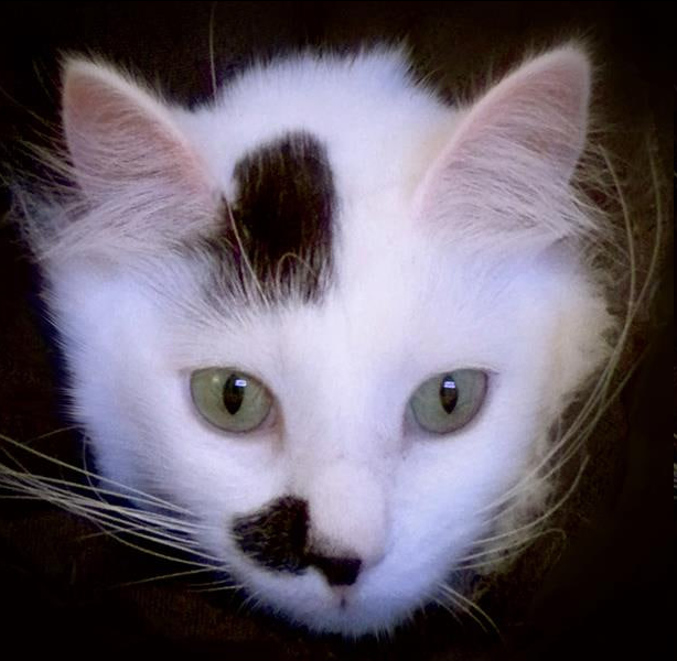 Mr_Muggins_ERC's tweet photo. @NateHallinan @44000000000USD Do you love Mr Muggins?
#MUGGINS https://t.co/M5KJExcuRg