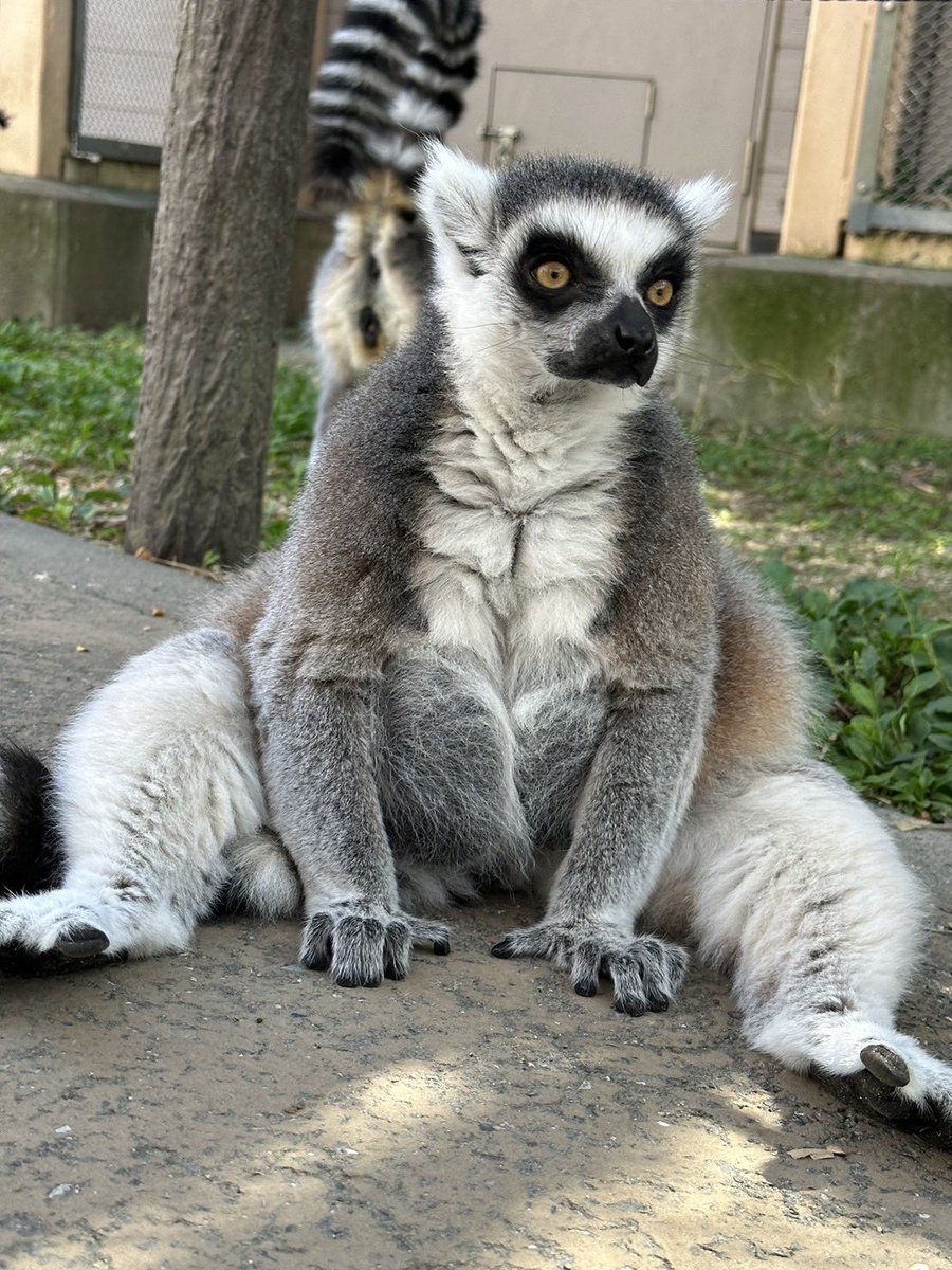 毎年、10月の最終金曜日は
#世界キツネザルの日 です🐒

当園で暮らしているワオキツネザルも野生下では生息地の減少が原因で絶滅の危機に瀕しています。
みなさんもこれを機に野生のキツネザルについて考えてみてください！

#東武動物公園
#worldlemurday
#ringtailedlemur