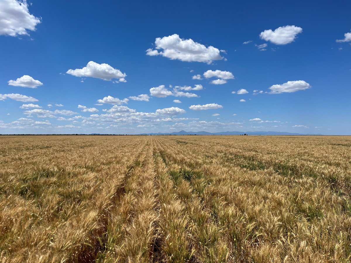 Waiting patiently at #Narrabri... happy harvesting if you've got the green light! #wheat #harvest2023