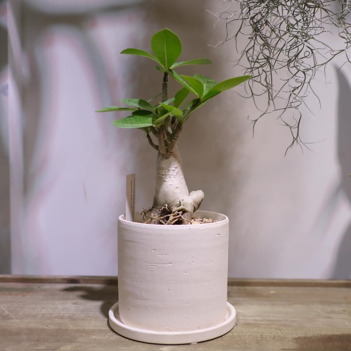 hakoneflorist's tweet photo. Gori plants series
adenium arabicum
from east africa
多肉質の低木で、茎の部分が膨らみを持ち白いすべすべの胴体が特徴です。
コーデックスの代表種として知られておりこの育てやすいサイズは、大きく育てる楽しみがあり非常に人気が高まっています。
https://t.co/YEDa2n8ZVK https://t.co/BaqhTLAraB
