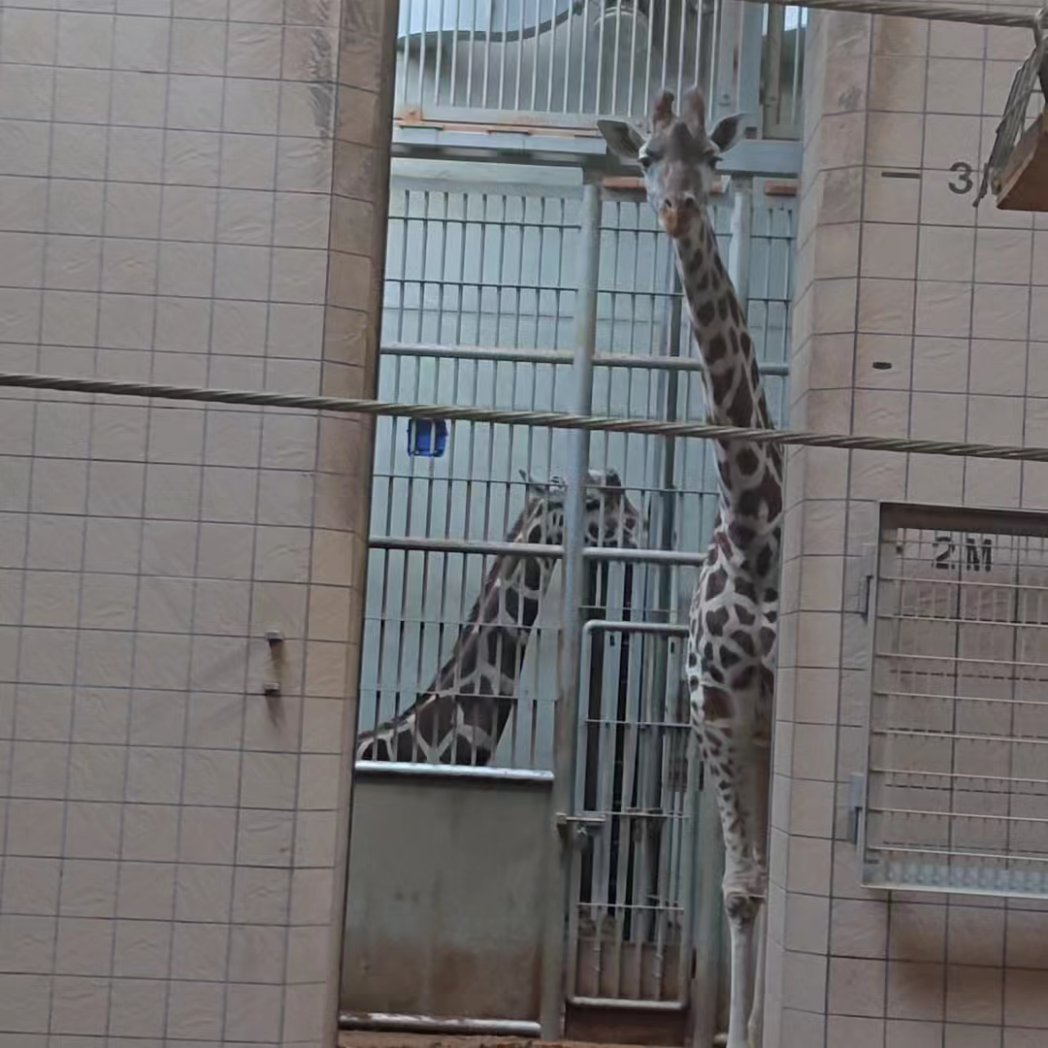 Ronald12pudding's tweet photo. 2023年9月7日 
家族で天王寺動物園に行った時の写真です🚃😊
キリンの幸弥(こうや)くんとハルカスちゃん🦒🦒
孫がぐずって泣いているので、心配してくれてありがとう☺️やさしいね🥰

#天王寺動物園
#幸弥くん
#ハルカスちゃん
#キリン 
#きりん https://t.co/HmRqJC6tXJ