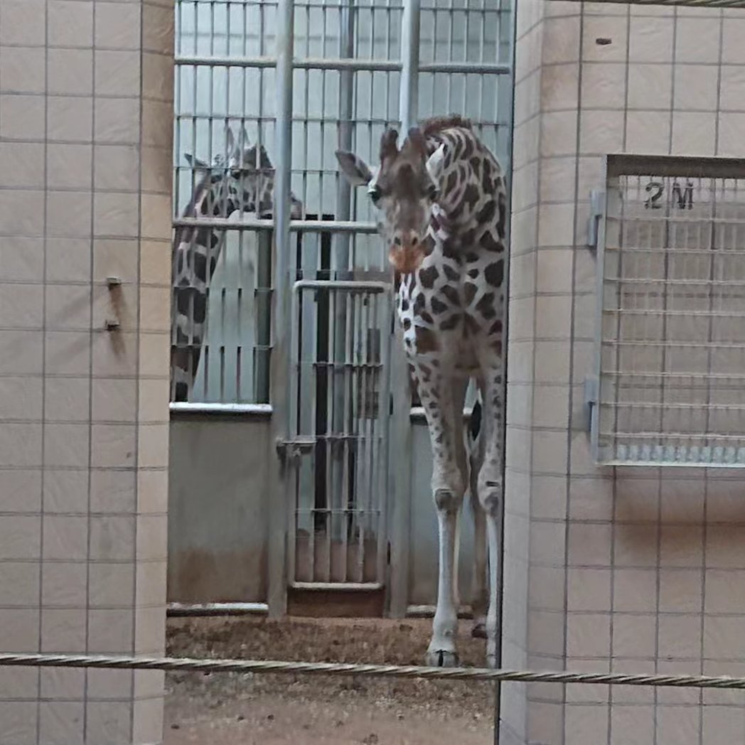 Ronald12pudding's tweet photo. 2023年9月7日 
家族で天王寺動物園に行った時の写真です🚃😊
キリンの幸弥(こうや)くんとハルカスちゃん🦒🦒
孫がぐずって泣いているので、心配してくれてありがとう☺️やさしいね🥰

#天王寺動物園
#幸弥くん
#ハルカスちゃん
#キリン 
#きりん https://t.co/HmRqJC6tXJ