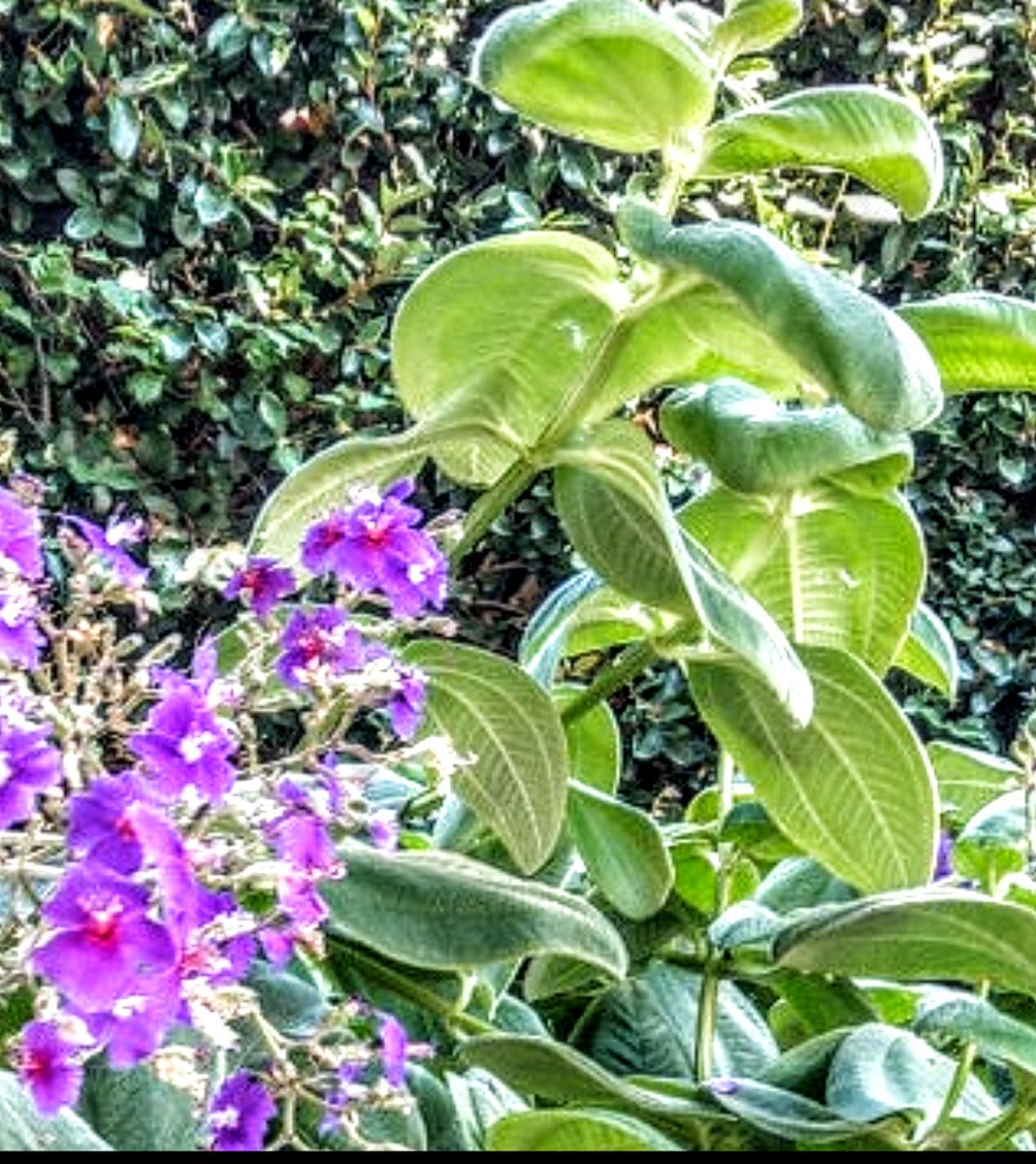 DSP--💙🐦🟦✡️ tweet media