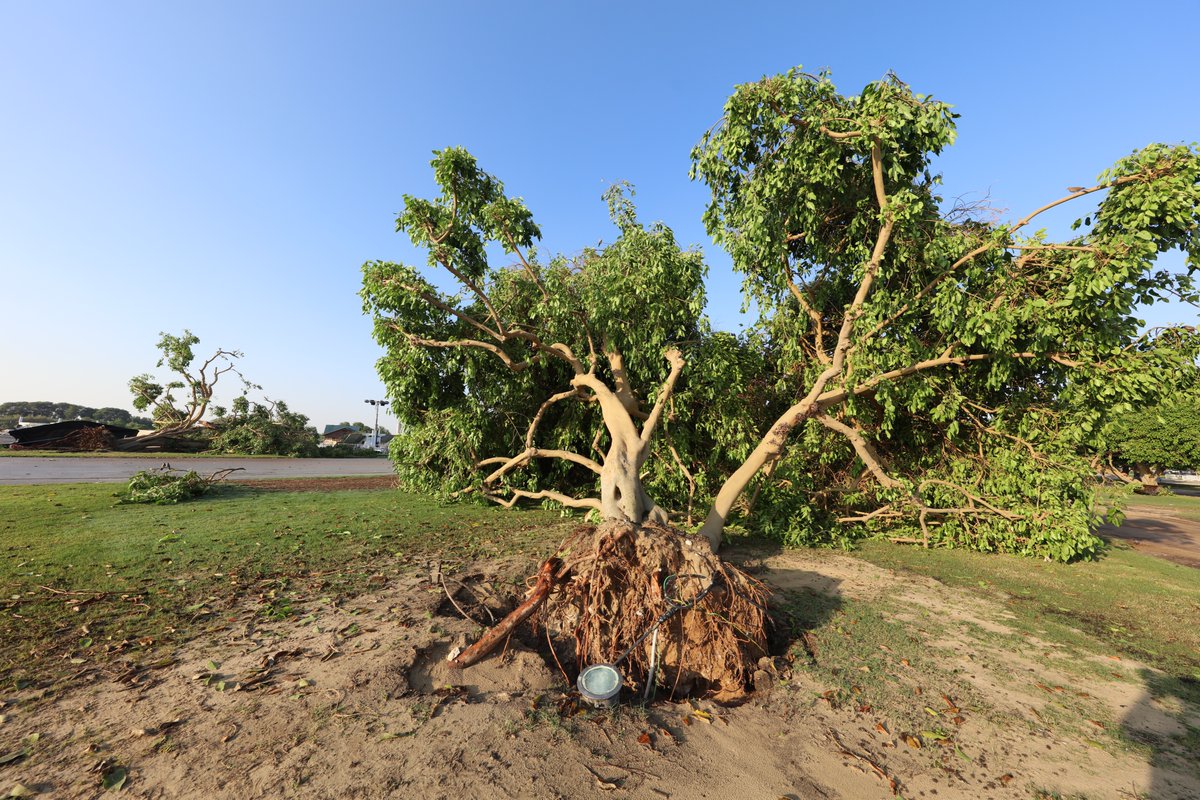 ELSAYEDELAZAZI's tweet photo. #Native ََQatar trees in gardens not only beautify your space but also stand strong against #wind and #rain, thriving naturally in their environment. #QatarNative #Garden  @aspirezone, resilience #Local_trees  #sustainable #landscape
#Prosopis_cineraria #ghaf #الغاف
 #امطار_قطر https://t.co/uchhQ9vABq