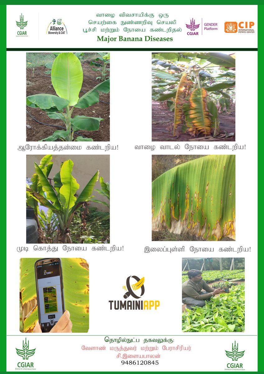 Banana Ai app(Tumaini) technology dissemination poster (Language -Tamil) to banana growers of Tamil Nadu ,South india ,India <a href="/MICHAELSELVARA7/">MICHAEL GOMEZ SELVARAJ - Phenomics Lab</a> <a href="/BiovIntCIAT_eng/">Alliance of Bioversity International and CIAT</a> <a href="/CGIAR/">CGIAR</a> <a href="/CGIAR_Data/">CGIAR Digital Transformation</a> <a href="/IITA_CGIAR/">IITA</a> <a href="/RTB_CGIAR/">RootsTubersBananas Breeding</a>