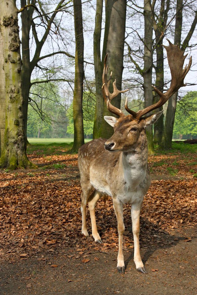 Good morning X-Friends…☕️🍪🌷🍂
Have a happy Friday and a beautiful weekend🌳🌷🍂🦌🩷🧡

#FridayMotivation 🌷 #CoffeeTime ☕️ #HappyWeekend 🌳 #AnimalLovers 🩷 #AutumnVibes 🍁 #PeaceAndLove 🕊️