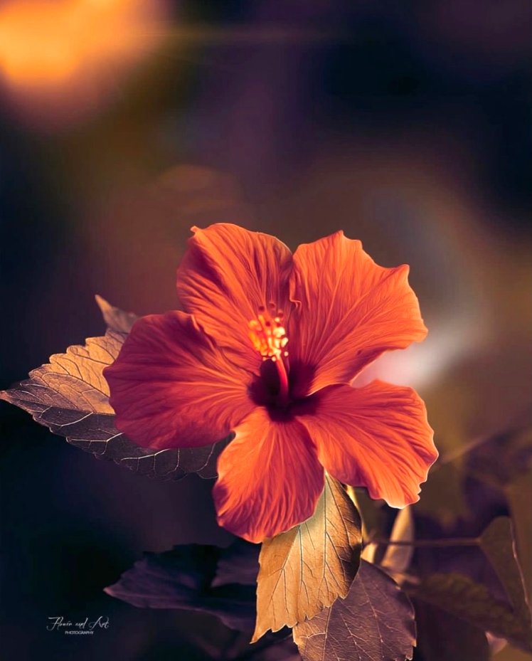 ~
Pix: Via  Rosalen Pastrana
~