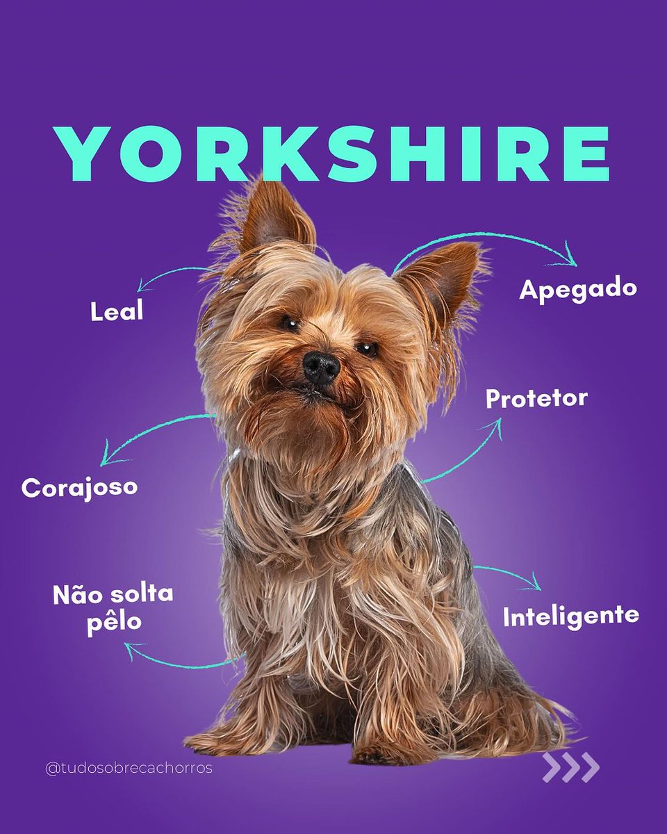 Yorkshire Terrier lovers club (@yorkshire__club) on Twitter photo 
