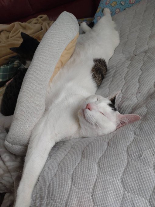 「寝そべり 白い猫」のTwitter画像/イラスト(新着)｜2ページ目