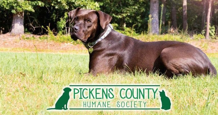I’m very excited to announce that I will be working with the Pickens County Humane Society this year! I can’t wait to join PCHS and serve a great purpose! <a href="/tigerimpactnil/">TigerImpact</a>
