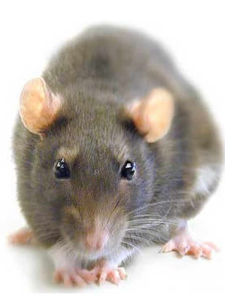 Encontre a <a href="/ShirleyRiveraGt/">Shirley Joanna Rivera</a> 👇