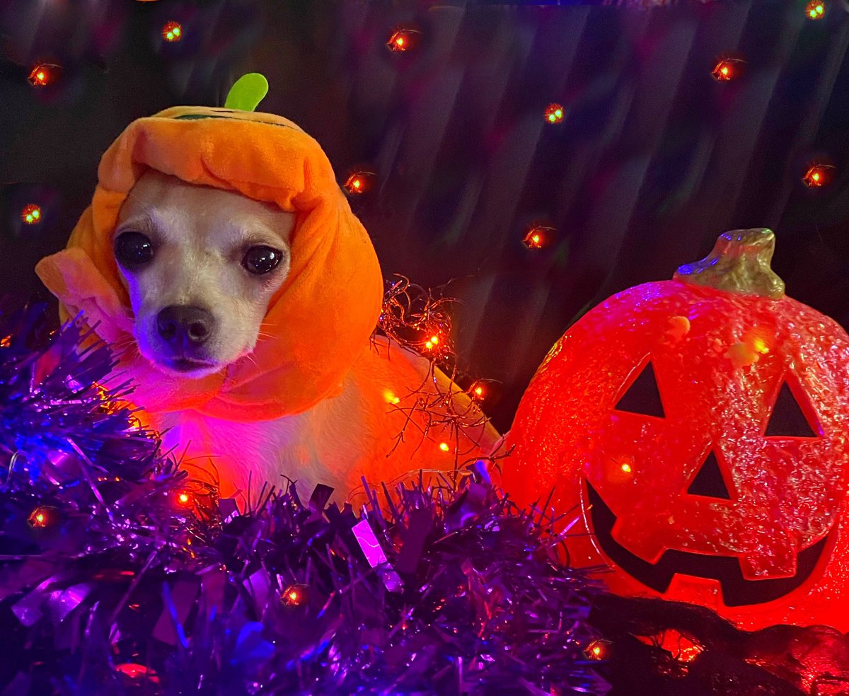 Happy #NationalPumpkinDay!
🎃
Can you tell which one of these is a pumpkin & which one is Jasper wearing pumpkin camouflage? I know I can’t tell. Can you? 
🤣🎃🤣
#PumpkinDay #SamhainIsComing #HalloweenIsComing #RescueDog #DogsOfTwitter #Chihuahua