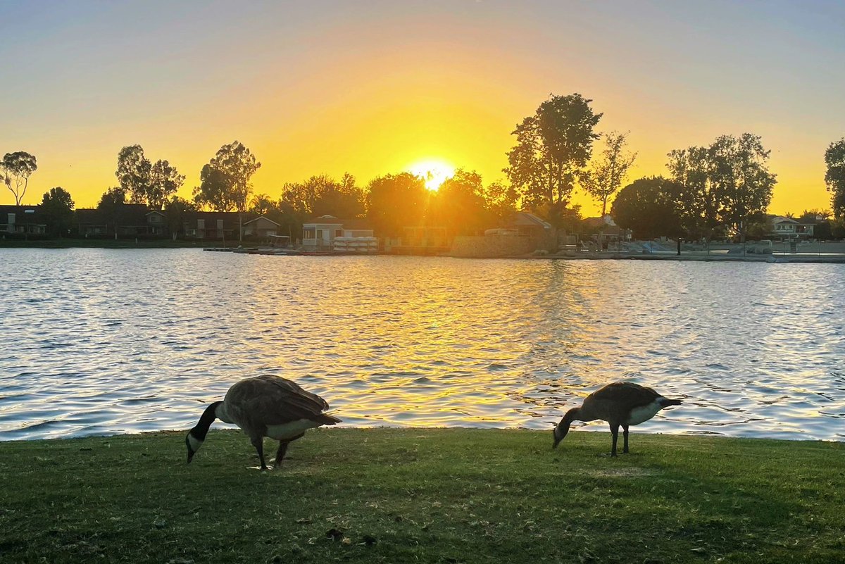 arrapot18's tweet image. There is a circle of little houses around the lake, geese to walk with you, and every now and then rabbits and squirrels running around #IrvineCalifornia