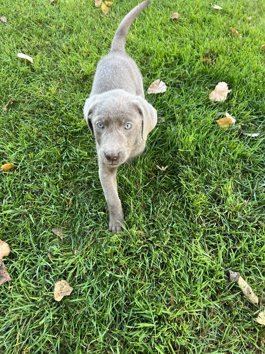 This beautiful 10 week old Silver Lab is now available again for no fault of her own.  She is looking for her future home.  #AKC #silverlab