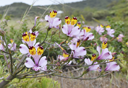Morpho-colorimetric characterization of the perigonium of the Alstroemeria pulchra complex (#Alstroemeriaceae, Alstroemerieae) as an aid to delimit its infraspecific taxa
phytotaxa.mapress.com/pt/article/vie…
#Taxonomy