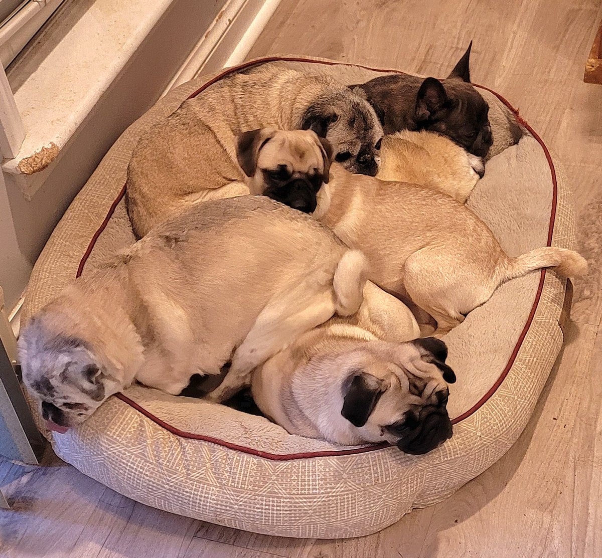 Pug Party Plus One tweet media