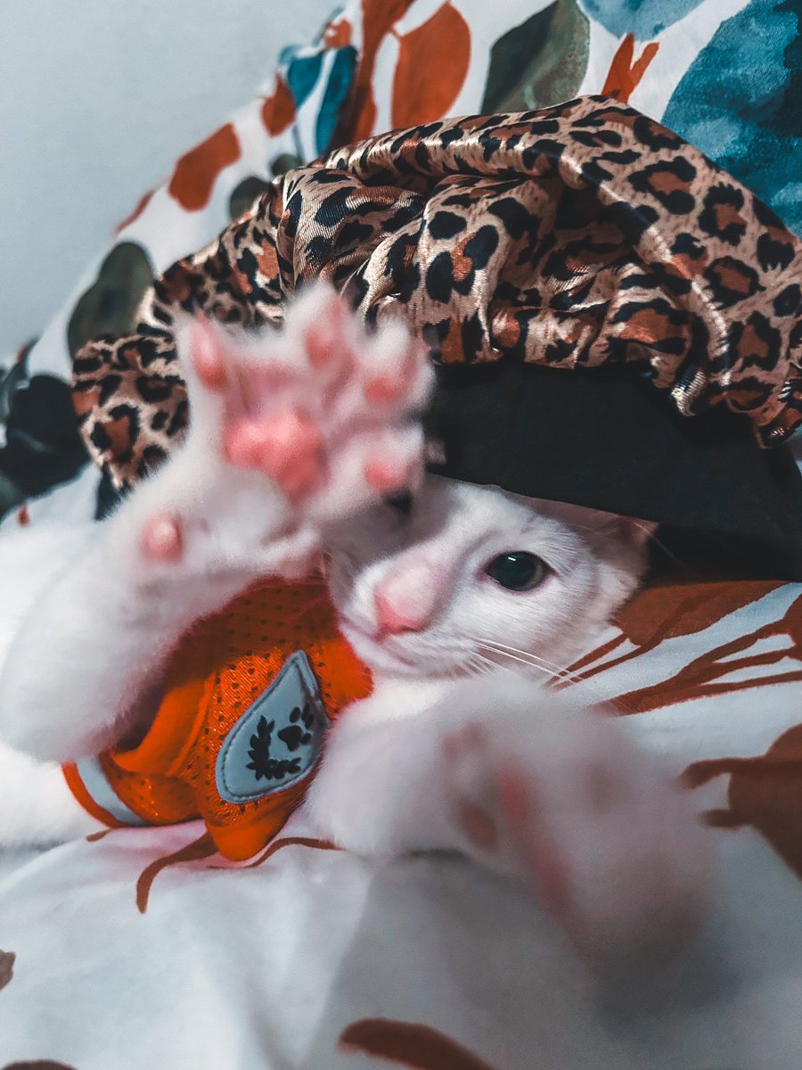liviematic's tweet photo. As you all know I LOVE @oliviarodrigo @LiviesHQ and it breaks my heart that I have to do this. My kitten is sick and his insurance has a waiting period so I really need to sell my collection so I can pay for his tests/treatment😢 lmk if you are interested https://t.co/H81QBVALtQ