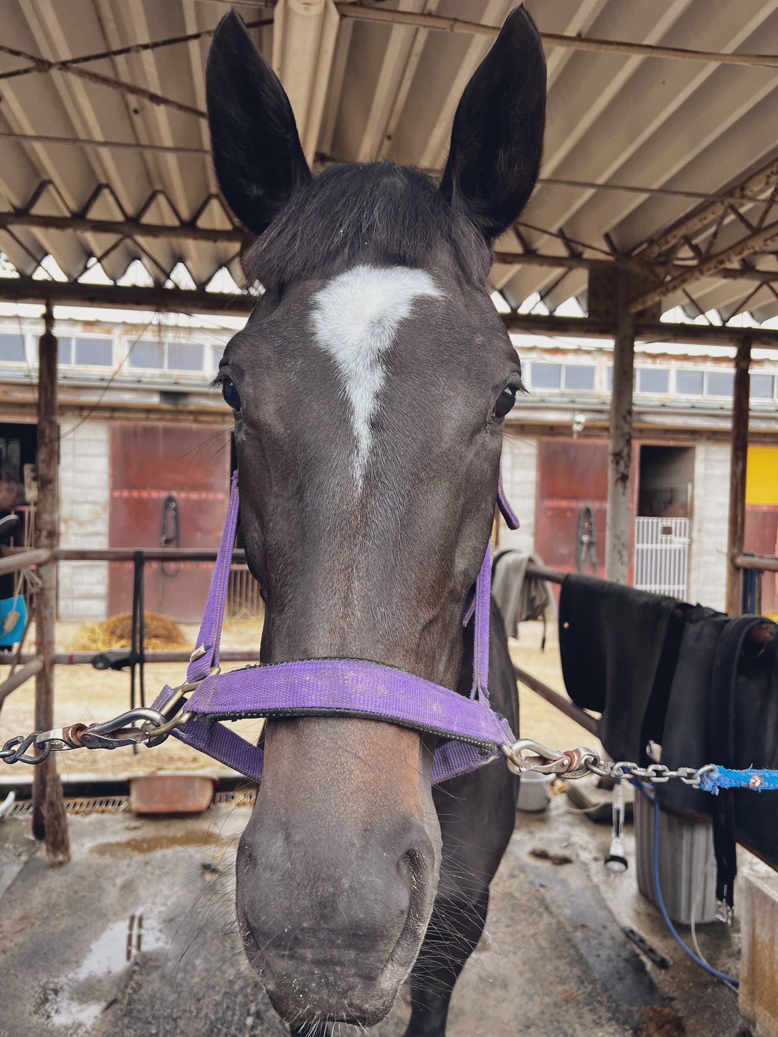 ⭐︎ハナちゃん⭐︎ HANA (@melonsodahana) / X