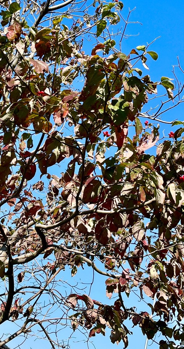 「街路樹の葉の色がいい感じに赤と灰色混ざってきた 」|ヨハネ🍎Yohaneのイラスト
