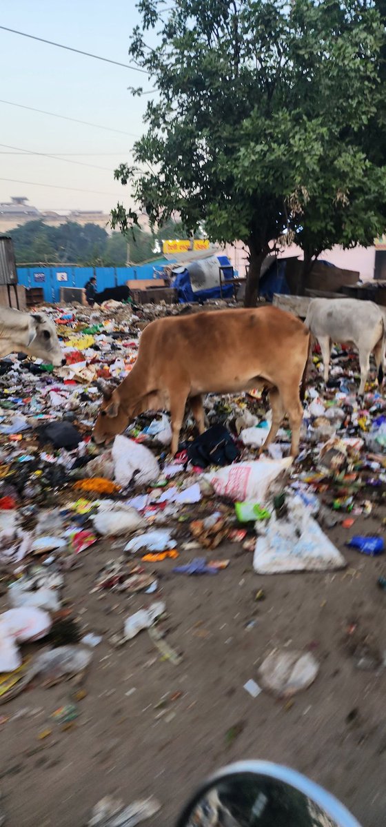 Wazirabad chowk signal
Sector 56 Gurugram

<a href="/CPCB_OFFICIAL/">Central Pollution Control Board</a> <a href="/sudhirsinglabjp/">Adv Sudhir Singla</a> <a href="/MunCorpGurugram/">MCG</a> <a href="/DC_Gurugram/">DC Gurugram</a> <a href="/mlkhattar/">Manohar Lal</a> <a href="/narendramodi/">Narendra Modi</a> <a href="/pcmeenaIAS/">PC Meena</a> <a href="/MaheshDayma55/">Mahesh Dayma</a> <a href="/ramanmalik/">Raman Malik🇮🇳 (मोदी का परिवार)</a> <a href="/TajinderBagga/">Tajinder Bagga</a> 

#AssemblyElections2023

Does anyone have a shame ?? 
Pics clicked at 6.41 AM
Date 27.10.2023