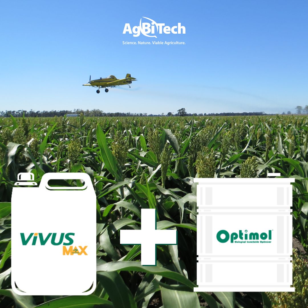 AgBiTechAU's tweet photo. ✈️ #Sorghum growers, if you’re turning to low volume aerial application for #ViVUS Max, make sure you’re getting the best performance by mixing in 1L Optimol per 9L water (sorghum only)

Our top tips before you spray 👉 https://t.co/zkkhlnuAm6 https://t.co/0I3zJom7ru