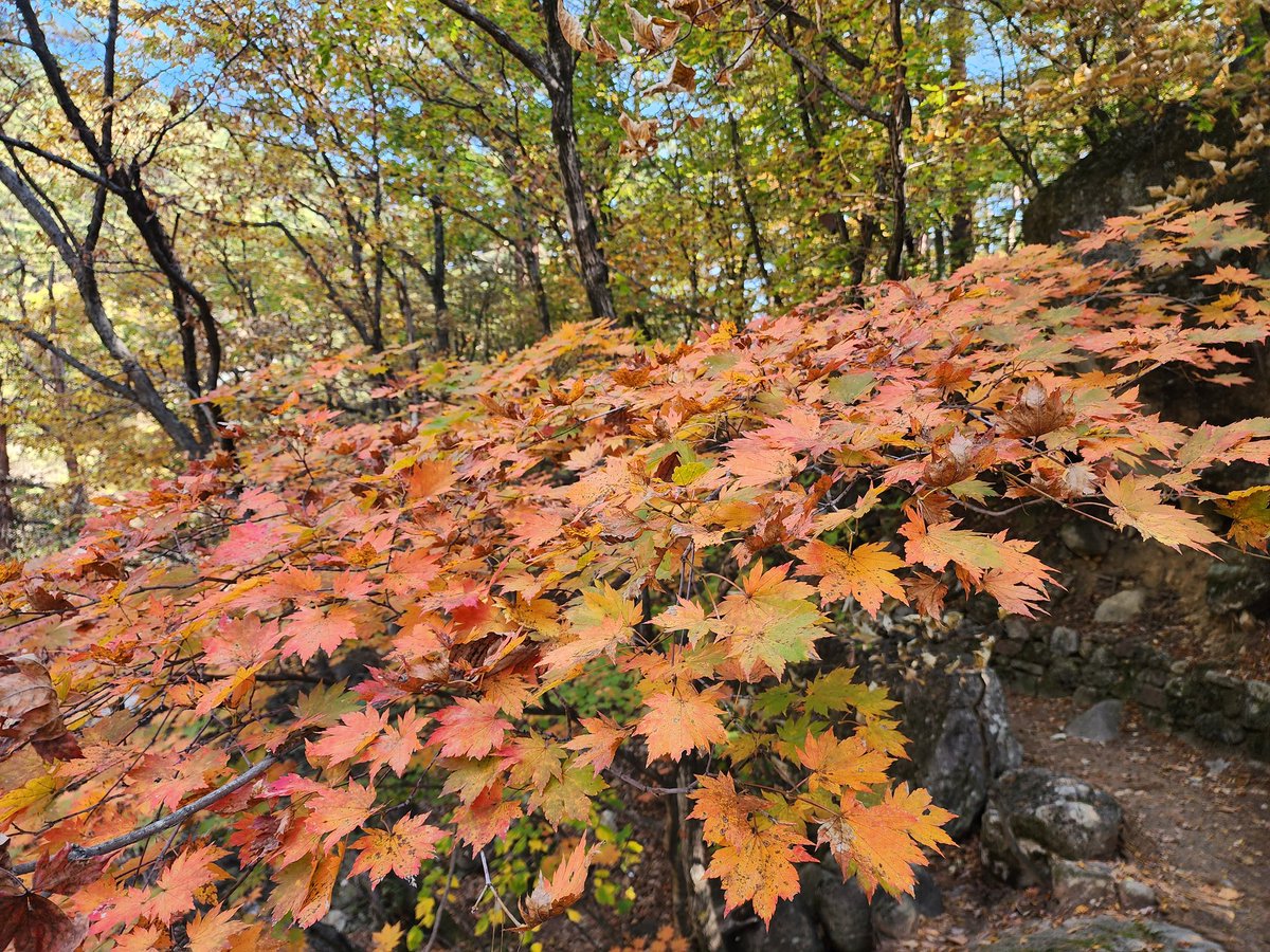 단풍이 곱게 물들어가네요.~~^^