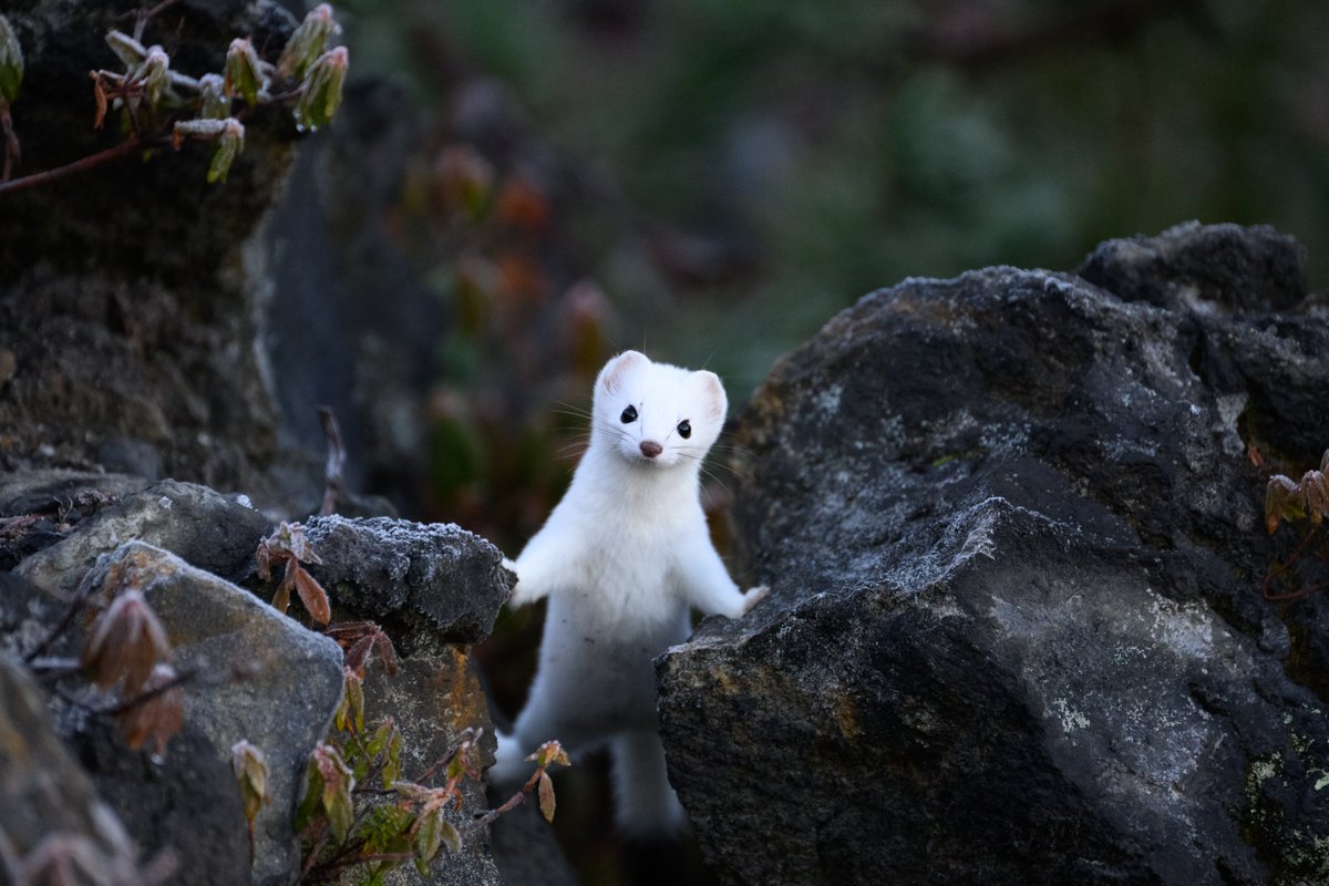 Posts with replies by Kei Sato｜佐藤 圭｜『シマリス大好き