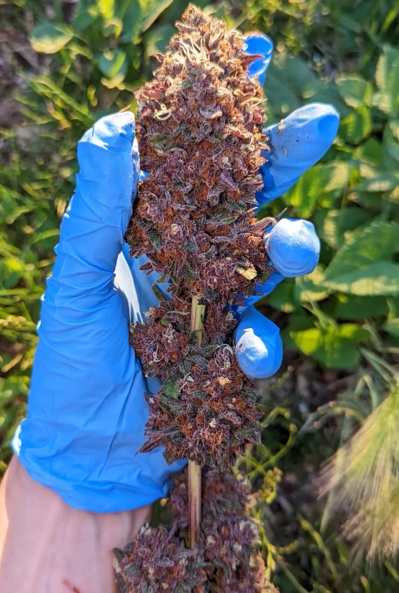 TempleGrower's tweet photo. Friends don't let friends smoke cookies. ๐คฉ
It's still a plant after all... Grow your own. ๐ช๐ฑ
#GrowYourOwn #Cannabis #CookieFree https://t.co/7ckBgEPNv5