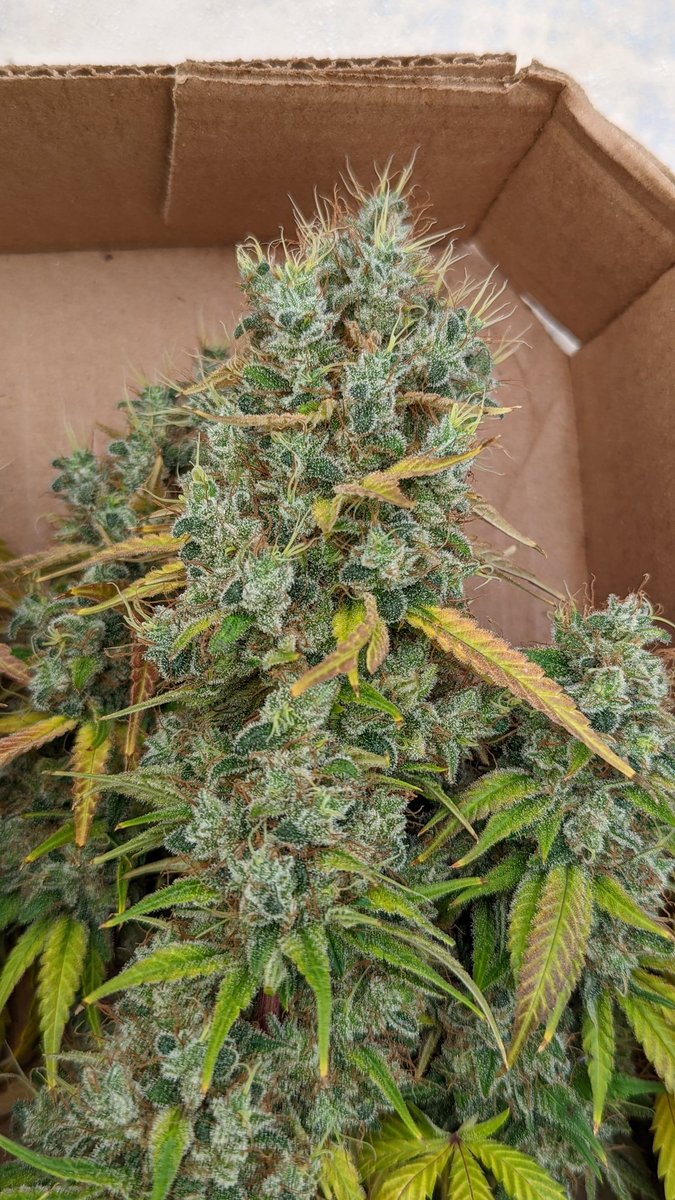 TempleGrower's tweet photo. Friends don't let friends smoke cookies. ๐คฉ
It's still a plant after all... Grow your own. ๐ช๐ฑ
#GrowYourOwn #Cannabis #CookieFree https://t.co/7ckBgEPNv5