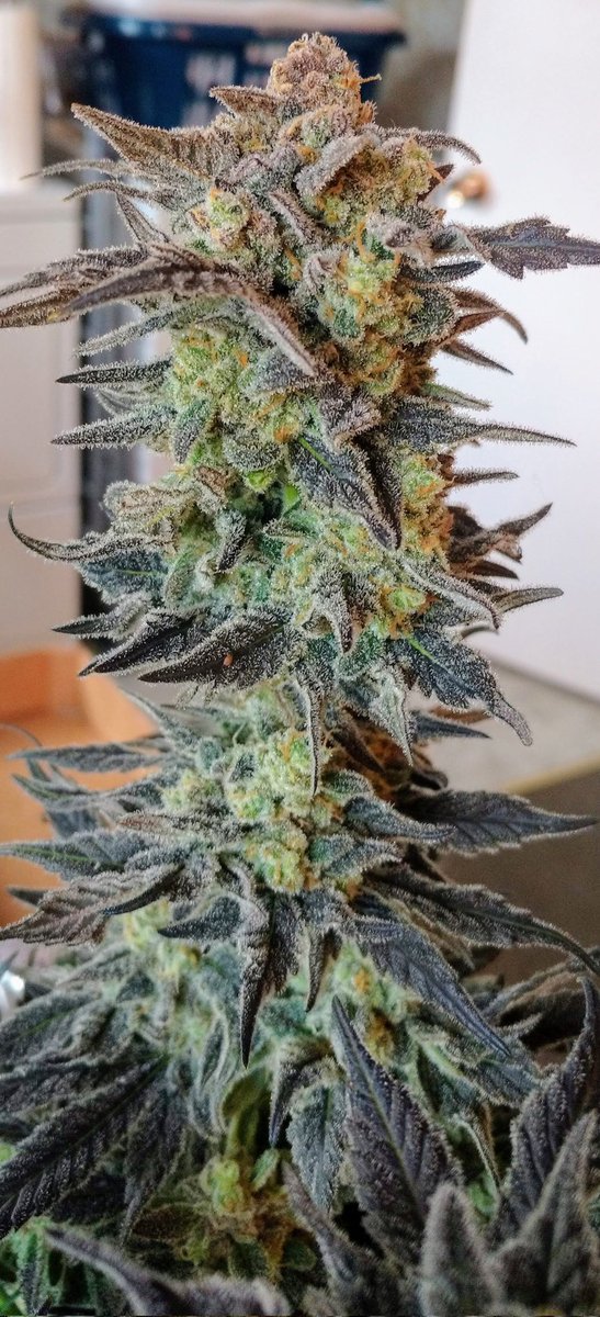 TempleGrower's tweet photo. Friends don't let friends smoke cookies. ๐คฉ
It's still a plant after all... Grow your own. ๐ช๐ฑ
#GrowYourOwn #Cannabis #CookieFree https://t.co/7ckBgEPNv5