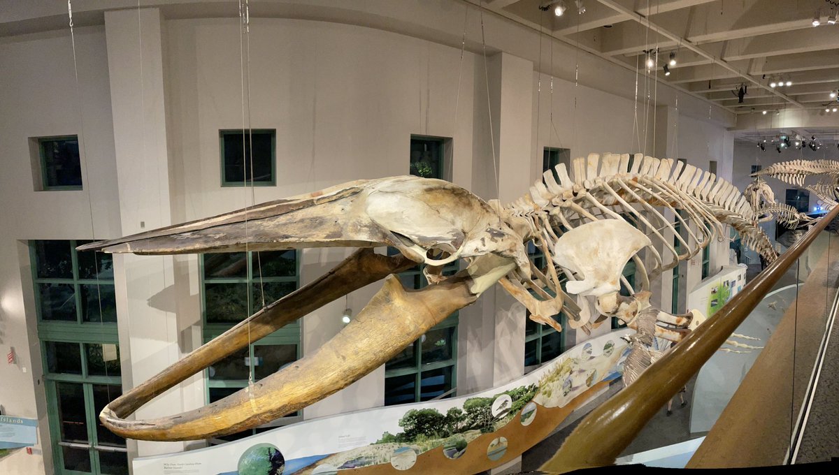 #WABF2023
Dinner at the Museum of Natural Sciences did not disappoint! It was a unique experience!