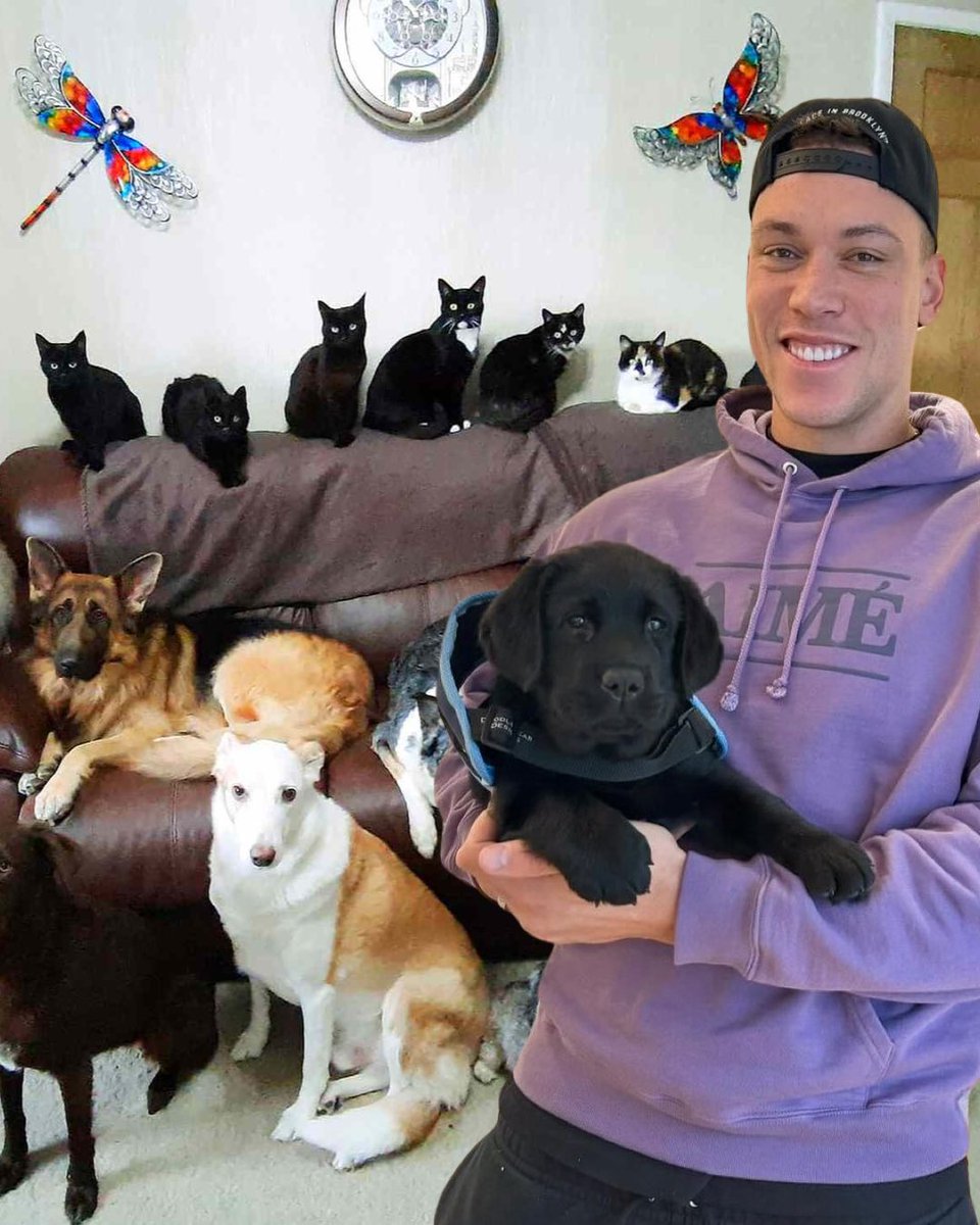Aaron Judge adopted 33 dogs and cats after his season with the Yankees  ended.