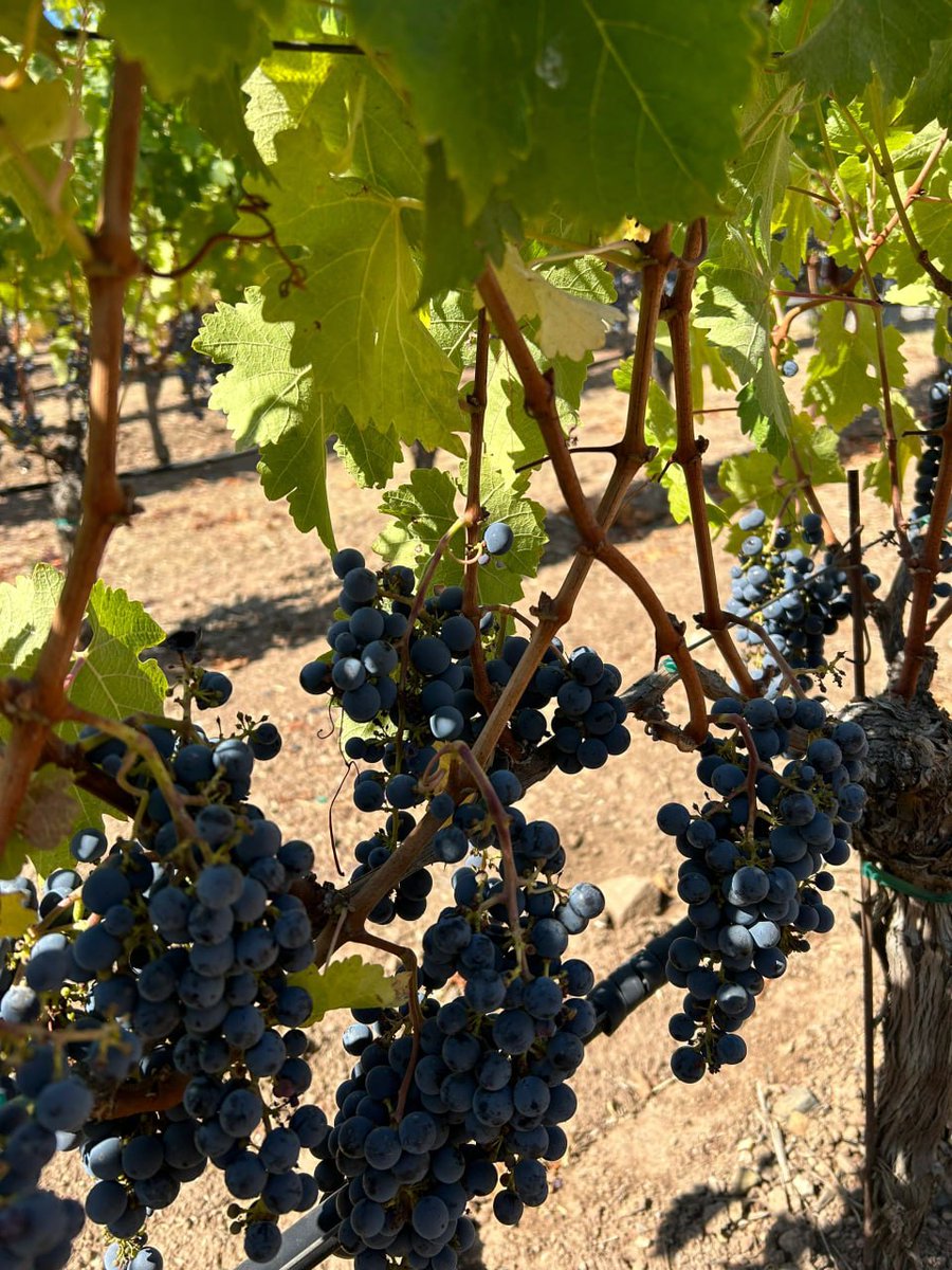 AvaWilliams01's tweet photo. This year’s wine has been brewed, friends are welcome to taste it🍷 https://t.co/WfAjddlItd