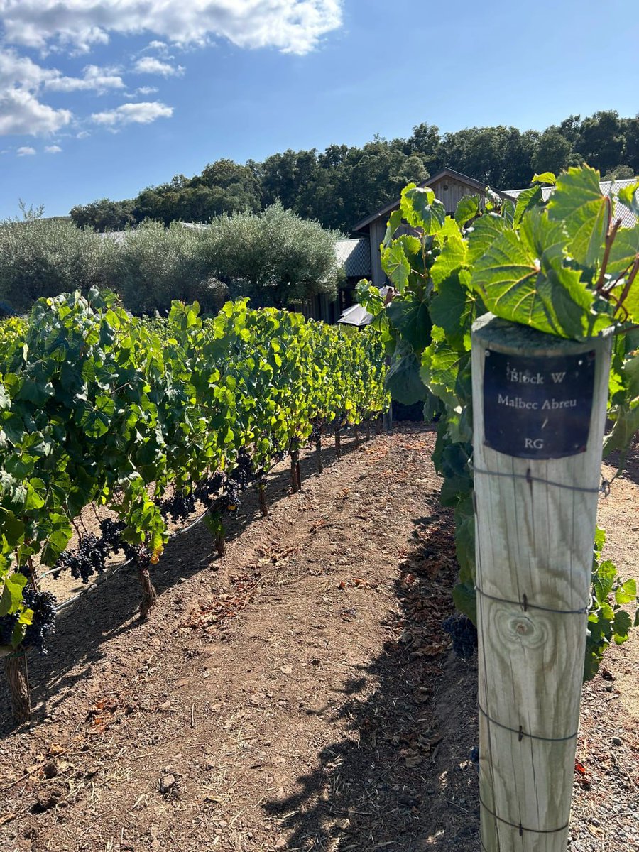 AvaWilliams01's tweet photo. This year’s wine has been brewed, friends are welcome to taste it🍷 https://t.co/WfAjddlItd